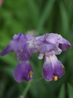 Iris #5