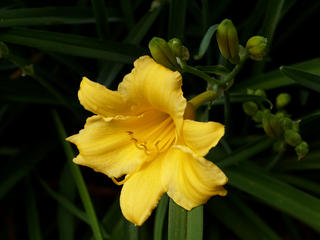 Yellow lily