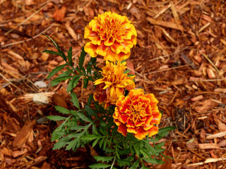 Marigold #4