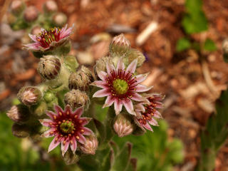Cone flower