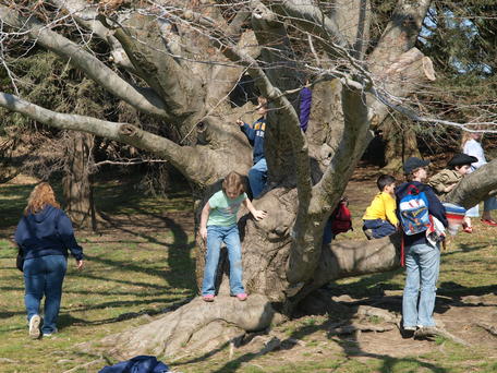 Trees are for climbing