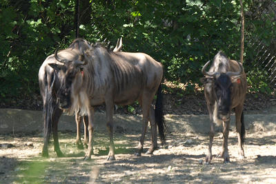 Wildebeasts (or gnu)