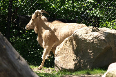 Aoudad