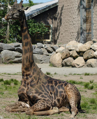 Giraffe