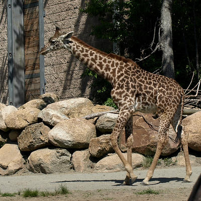 Giraffe #2