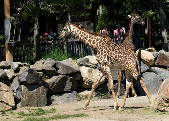 Giraffes #2