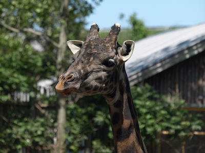 Giraffe #3
