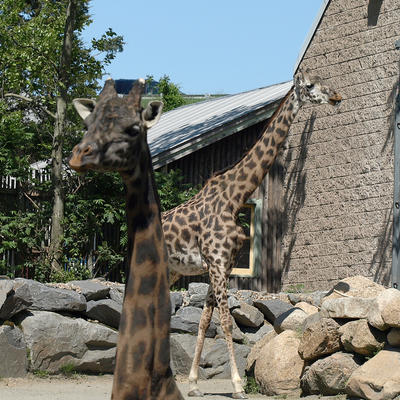 Giraffes #3