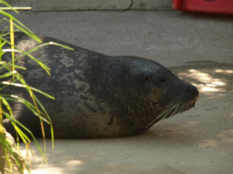 Harbor seal