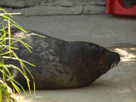 Harbor seal #2