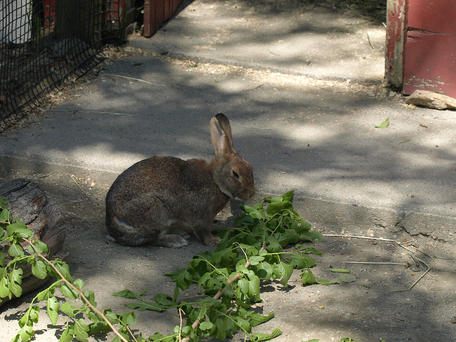 European rabbit