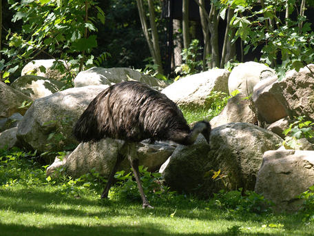 Emu