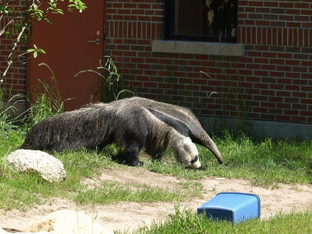 Giant anteater