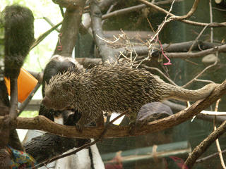 Prehensile-tailed porcupine