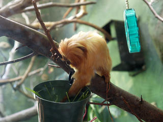 Golden lion tamarin
