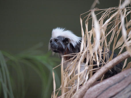 Cotton-top tamarin