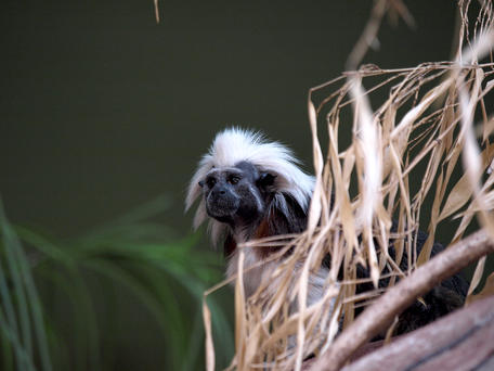 Cotton-top tamarin #2