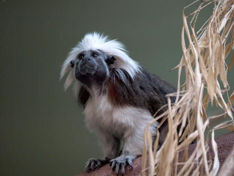 Cotton-top tamarin #4