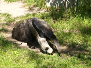 Giant anteater #2