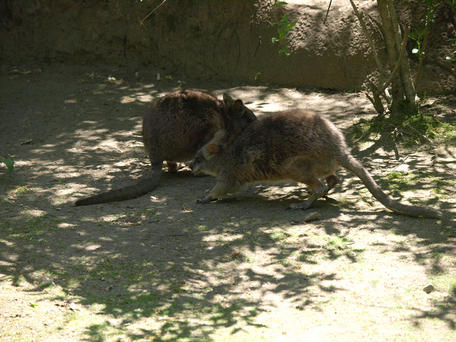 Parma wallaby