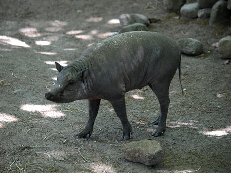 Babirusa