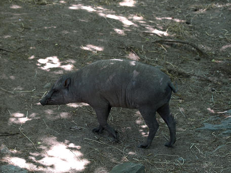 Babirusa #2