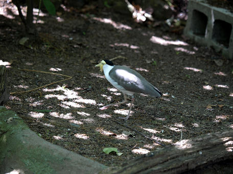 Masked lapwing