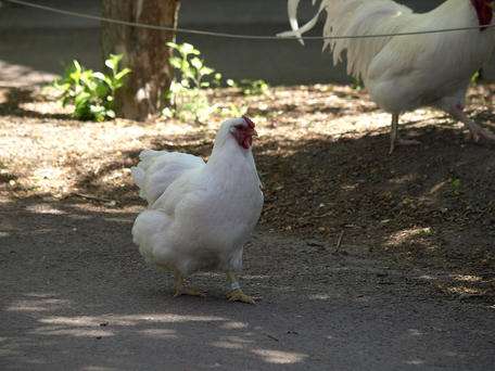 Chicken crossing the road