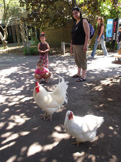 Chickens!