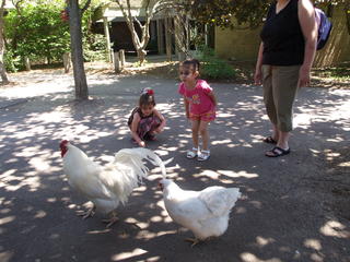 Chickens #2