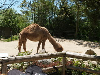 Camel