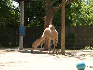 Camel #2