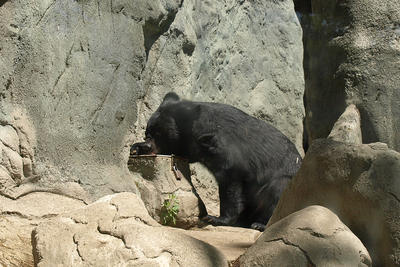 Moon bear