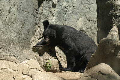 Moon bear #2