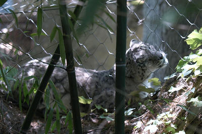 Snow leopard