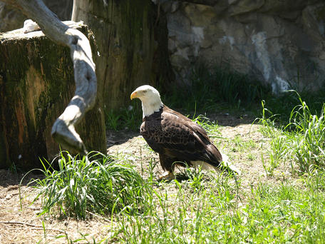 Eagle #4