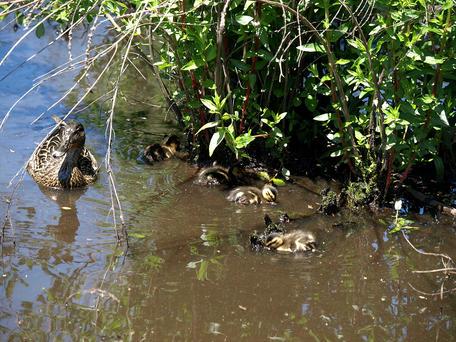 Duck family