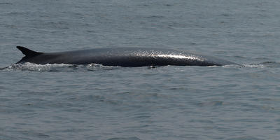 Humpback whale