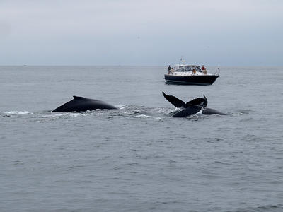 Whale and watchers