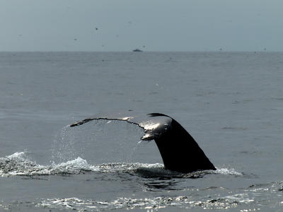 Whale tail #7