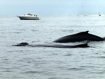 Whales and watchers