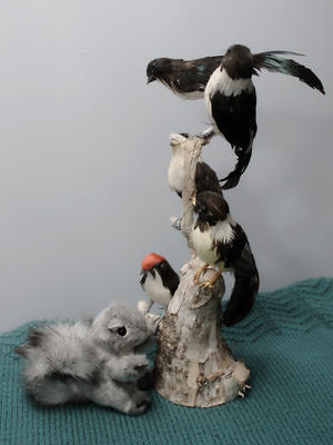 A squirrel amongst the birds