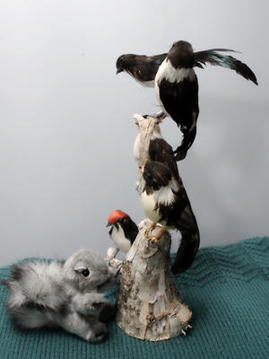 A squirrel amongst the birds #2