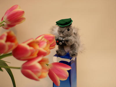 Flower photographer #3