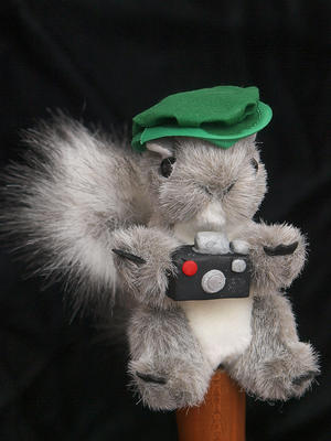 Squirrel on black velvet