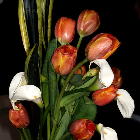 Tulips #2