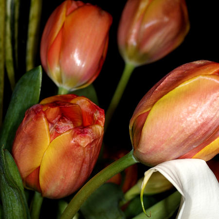 Tulips #3