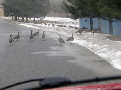 Goose crossing