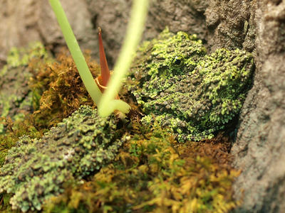 Vietnamese Mossy frog