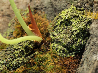 Vietnamese Mossy frog #2